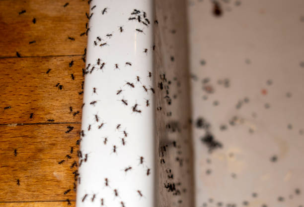 Best Residential Pest Control  in La Crescent, MN