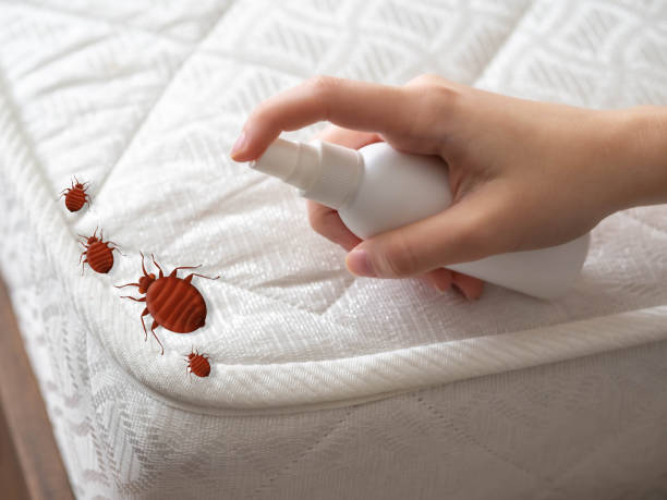 Best Wasp Removal Services  in La Crescent, MN
